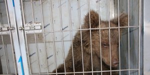 Elazığ'da yaralı yavru ayı, sağlığına kavuştu