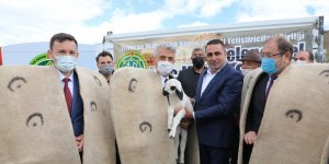 Erzincan'da '2. Geleneksel Koç Katım Şenliği' düzenlendi