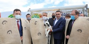 Erzincan'da "2. Geleneksel Koç Katım Şenliği" düzenlendi