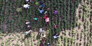Ağrı'da köy okulunun bostanından elde edilen ürünlerle öğrencilerin eğitim masrafı karşılanıyor