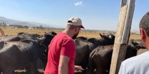 Güroymak'ta şarbon hastalığı tespit edildi