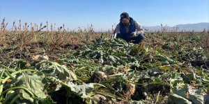 Destek ve teşviklerle Ağrı'daki çiftçiler şeker pancarı üretimini arttırdı