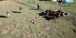 Erzincan'da kaybolan büyükbaş hayvanlar drone yardımıyla bulundu