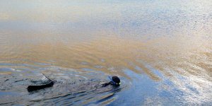 (Özel) Öğretim üyesi Türkiye'nin en yüksek göllerinden biri olan Aygır Gölüne serbest dalış yaptı