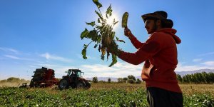 Muş'ta pancar üretiminden ekonomiye 450 milyon lira katkı bekleniyor