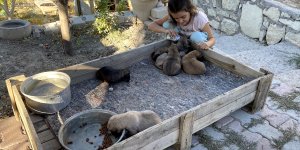 Minik Sude yaralı bulduğu köpek ile 7 yavrusuna özenle bakıyor