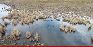 Ekşisu Sazlığında biyolojik çeşitlilik izleme çalışması yapıldı