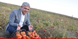 Bitlis'te 200 bin ton domatesten 400 milyon TL gelir bekleniyor