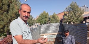 Elazığ'da çiftçilere yüzde 75 hibeli sarımsak tohumu dağıtıldı