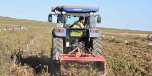 Ahlat patatesinden 450 milyon TL gelir