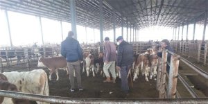 Iğdır'da canlı hayvan pazarında denetim ve kontroller aralıksız devam ediyor