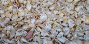 Elazığ'da ikinci ürün olarak sarımsak ekimi gerçekleştirildi