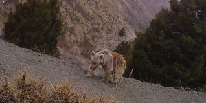 Erzincan'ın yaban hayatı zenginliği fotokapanlarla kayıt altına alındı