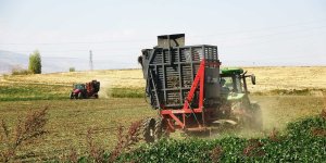 Muş'ta şeker pancarının tarladan sofraya uzanan tatlı yolculuğu