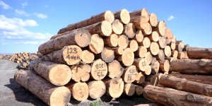 Ardahan'da yaşını doldurmuş sarıçamlar ekonomiye kazandırılıyor