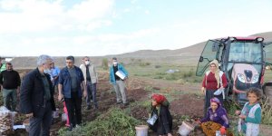 Çayırlı'da ayçiçeği, patates ve mısır hasadı sürüyor