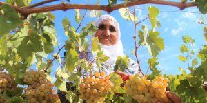 Bingöl'de terörden temizlenen bölgeler çiftçinin yüzünü güldürüyor