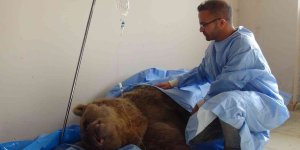 Yaralı ayıya 'Lokman Hekim' şefkati