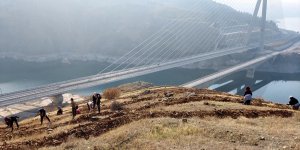 Kömürhan Köprüsünün çevresi 55 bin fidanla yeşillenecek