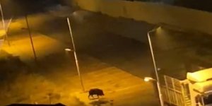Malatya'da aç kalan domuzlar kent merkezine indi