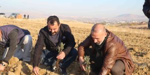 Elazığ'da 24 bin adet lavanta toprakla buluştu