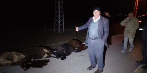 Kars'ta otomobilin çarptığı 13 koyun telef oldu