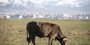 Yılda binlerce hayvan pazarlayan Erzurum, et üretimine önemli katkı sağlıyor
