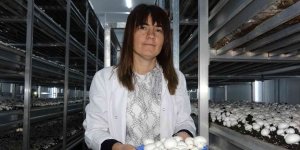 Van'da kurulan tesiste yıllık bin 500 ton mantar üretiliyor