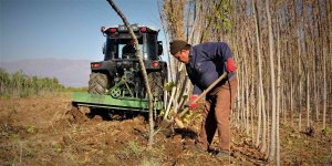 12 milyon fidanın üretildiği Elazığ'da 2 milyon fidan toprakla buluşacak