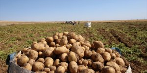 Ahlat'ta tarım işçilerinin patates tarlalarındaki mesaisi sürüyor