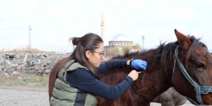 Kars'ta hayvanlar elektronik ortamda takip edilecek