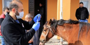 Kars'ta sahipli at ve köpeklerin kimlik kaydı oluşturuldu