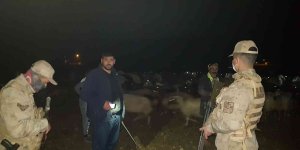 Yoğun siste kaybolan 400 koyun, jandarma ekipleri tarafından bulundu