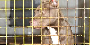 Van'da sokağa bırakılan 14 pitbull cinsi köpek barınağa alındı