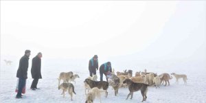 Tuşba Belediyesi sokak hayvanları için seferber oldu