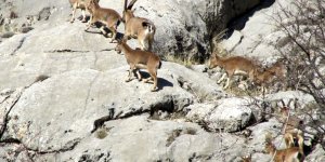 Elazığ'da yaban keçilerinin sayısında artış gözlemlendi