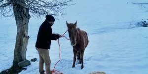 Dondurucu soğukta ölüme terk edilen yaralı ata Muş Valisi sahip çıktı
