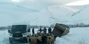 Yüksekova'da kamyonet kara saplandı, 50 koyunu vatandaşlar kurtardı