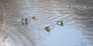 Yeşilbaş ördekler kısmen donan Kars Çayı'nda yiyecek ararken görüntülendi
