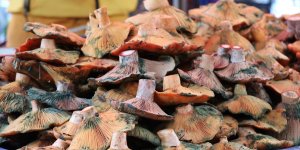 Zehirli mantar tüketildiğinde ilk saatte "kusturma" uyarısı