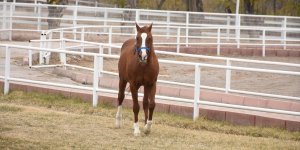Hipodromların şampiyonu "Özgünhan"ın tayları da zirveyi bırakmıyor