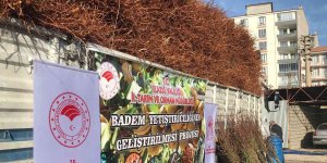 Elazığ'da çiftçiye 68 bin 500 adet badem fidanı dağıtıldı