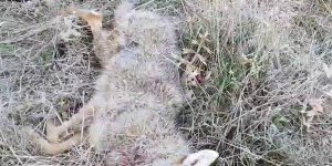 Kurdun saldırısını köpekler önledi