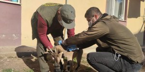 Yaralı halde bulunan koruma altındaki yaban keçisi tedavi altına alındı