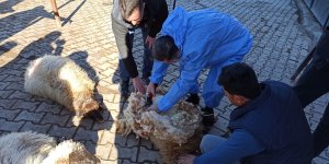 Malatya'da yetiştiricilere uygulamalı kırkım makinesi eğitimi verildi