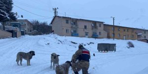 Tunceli'de sokak hayvanlarına Mehmetçik şefkati