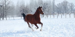 Muş'ta yarış atlarına kar üzerinde idman yaptırılıyor