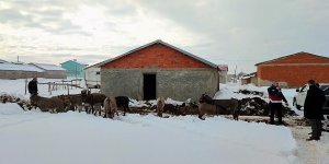 Bingöl'de kışın başıboş bırakılan eşekler kiralanan hana yerleştirildi