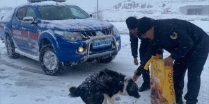 Jandarma ekipleri sokak hayvanlarını unutulmadı