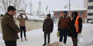 Kaymakam Güder, sokak hayvanlarını unutmadı